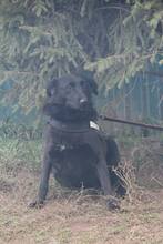 HOLLY, Hund, Mischlingshund in Russische Föderation - Bild 6