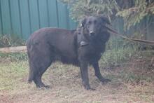 HOLLY, Hund, Mischlingshund in Russische Föderation - Bild 7