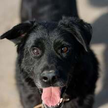 BOND, Hund, Mischlingshund in Russische Föderation - Bild 1