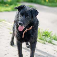 BOND, Hund, Mischlingshund in Russische Föderation - Bild 2