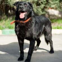 BOND, Hund, Mischlingshund in Russische Föderation - Bild 3