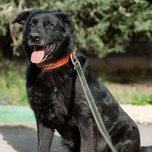 BOND, Hund, Mischlingshund in Russische Föderation - Bild 4