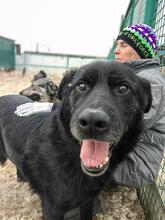 BOND, Hund, Mischlingshund in Russische Föderation - Bild 7