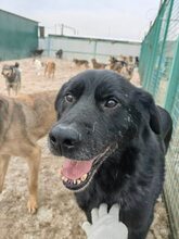 BOND, Hund, Mischlingshund in Russische Föderation - Bild 8