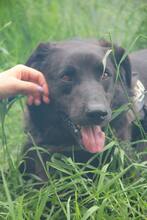 LARRY, Hund, Mischlingshund in Russische Föderation - Bild 1