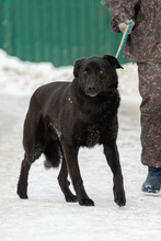 LARRY, Hund, Mischlingshund in Russische Föderation - Bild 4