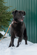 LARRY, Hund, Mischlingshund in Russische Föderation - Bild 5