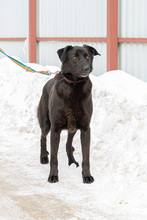 LARRY, Hund, Mischlingshund in Russische Föderation - Bild 6