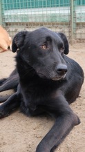 LARRY, Hund, Mischlingshund in Russische Föderation - Bild 7