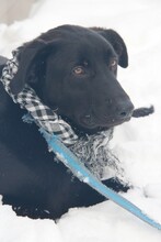 LARRY, Hund, Mischlingshund in Russische Föderation - Bild 8