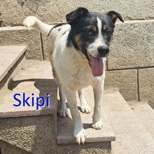 SKIPI, Hund, Mischlingshund in Bulgarien - Bild 1