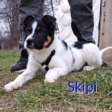 SKIPI, Hund, Mischlingshund in Bulgarien - Bild 3