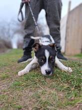 SKIPI, Hund, Mischlingshund in Bulgarien - Bild 4