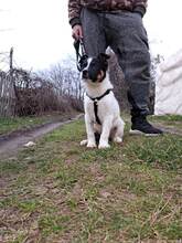 SKIPI, Hund, Mischlingshund in Bulgarien - Bild 5