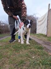 SKIPI, Hund, Mischlingshund in Bulgarien - Bild 6