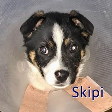 SKIPI, Hund, Mischlingshund in Bulgarien - Bild 9