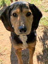 KOSTAS, Hund, Mischlingshund in Griechenland - Bild 1