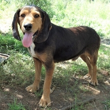 KOSTAS, Hund, Mischlingshund in Griechenland - Bild 10