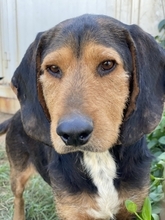 KOSTAS, Hund, Mischlingshund in Griechenland - Bild 11
