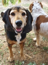 KOSTAS, Hund, Mischlingshund in Griechenland - Bild 13