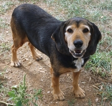 KOSTAS, Hund, Mischlingshund in Griechenland - Bild 15