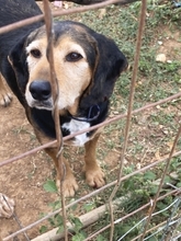 KOSTAS, Hund, Mischlingshund in Griechenland - Bild 16