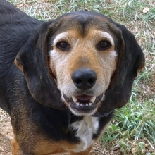 KOSTAS, Hund, Mischlingshund in Griechenland - Bild 17