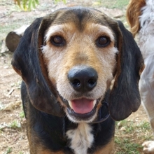 KOSTAS, Hund, Mischlingshund in Griechenland - Bild 18