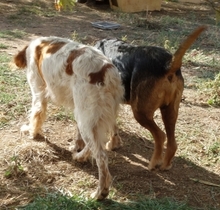 KOSTAS, Hund, Mischlingshund in Griechenland - Bild 19