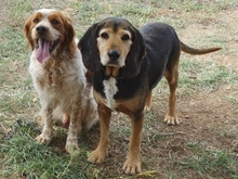 KOSTAS, Hund, Mischlingshund in Griechenland - Bild 20