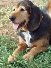 KOSTAS, Hund, Mischlingshund in Griechenland - Bild 26