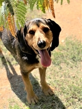 KOSTAS, Hund, Mischlingshund in Griechenland - Bild 5