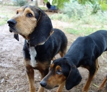 KOSTAS, Hund, Mischlingshund in Griechenland - Bild 7