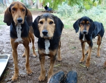 KOSTAS, Hund, Mischlingshund in Griechenland - Bild 8
