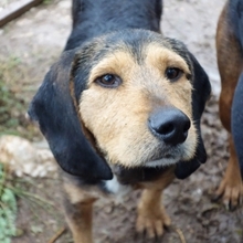 KOSTAS, Hund, Mischlingshund in Griechenland - Bild 9