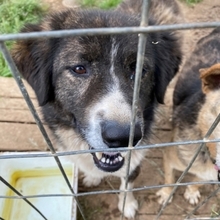 ALLI, Hund, Mischlingshund in Griechenland - Bild 16
