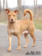MYSTIC, Hund, Mischlingshund in Slowakische Republik - Bild 1