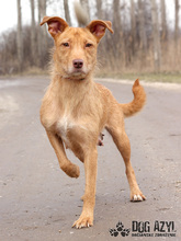 MYSTIC, Hund, Mischlingshund in Slowakische Republik - Bild 10
