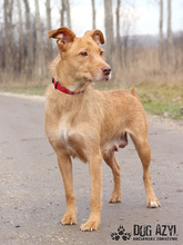 MYSTIC, Hund, Mischlingshund in Slowakische Republik - Bild 13