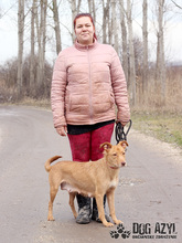 MYSTIC, Hund, Mischlingshund in Slowakische Republik - Bild 14