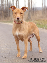 MYSTIC, Hund, Mischlingshund in Slowakische Republik - Bild 15