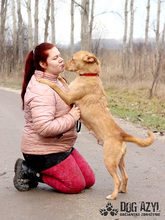 MYSTIC, Hund, Mischlingshund in Slowakische Republik - Bild 16