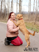 MYSTIC, Hund, Mischlingshund in Slowakische Republik - Bild 17