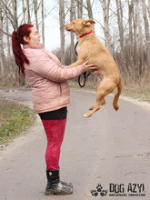MYSTIC, Hund, Mischlingshund in Slowakische Republik - Bild 18