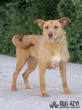MYSTIC, Hund, Mischlingshund in Slowakische Republik - Bild 19