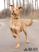 MYSTIC, Hund, Mischlingshund in Slowakische Republik - Bild 2