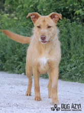 MYSTIC, Hund, Mischlingshund in Slowakische Republik - Bild 20
