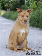 MYSTIC, Hund, Mischlingshund in Slowakische Republik - Bild 21