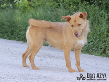 MYSTIC, Hund, Mischlingshund in Slowakische Republik - Bild 22