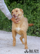 MYSTIC, Hund, Mischlingshund in Slowakische Republik - Bild 23